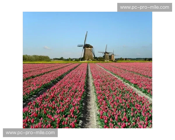 郁金香碰撞蒙特卡洛：荷兰vs摩纳哥，一场关于艺术与博弈的巅峰竞猜